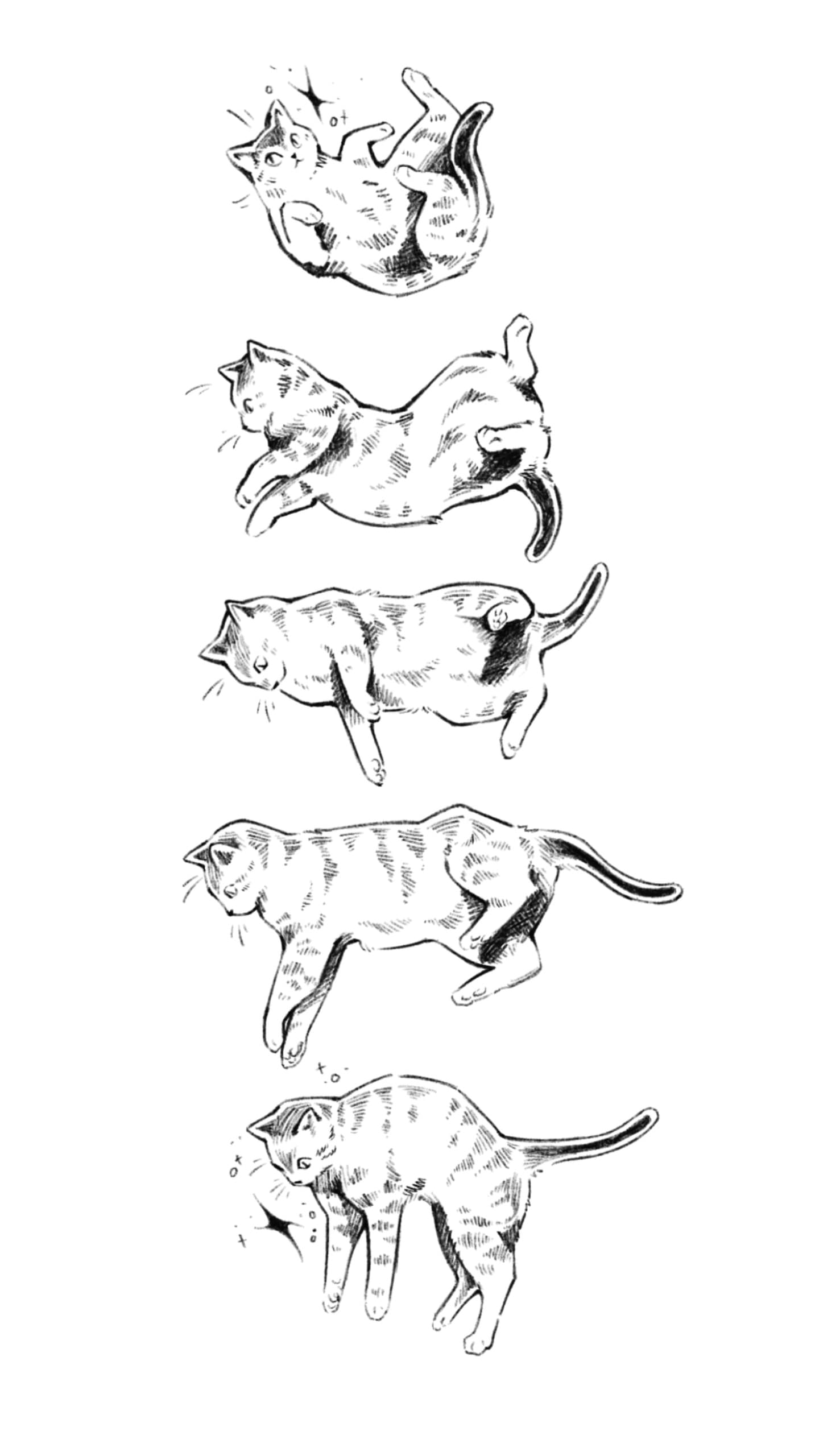 Gatinho caindo